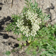 daucus pusillus